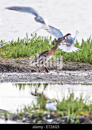 Le Canard colvert et la sterne pierregarin luttant pour le poisson ; Anas platyrhynchos ; Sterna hirundo Banque D'Images