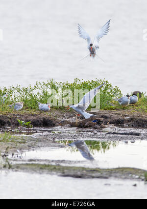 Le Canard colvert et la sterne pierregarin combats ; Anas platyrhynchos ; Sterna hirundo Banque D'Images