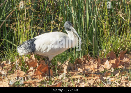 Australian White Ibis, Moluques Threskiornis Banque D'Images