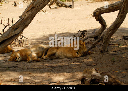 Une troupe de lions au Botswana, Afrique du Sud. Se reposant paisiblement dans l'ombre avant de nouveau la chasse au crépuscule, les chasseurs diurnes Banque D'Images