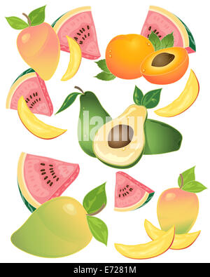 Une illustration de délicieux fruits tropicaux avec avocat mangue melon et d'abricot sur un fond blanc Banque D'Images