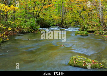 Couleurs d'automne de la rivière Oirase, situé à la Préfecture d'Aomori au Japon Banque D'Images