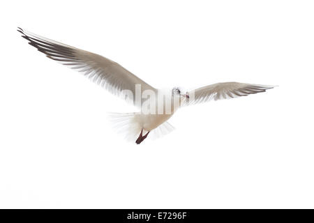 Un jeune Mouette tridactyle (Rissa tridactyla mouette battant) Banque D'Images