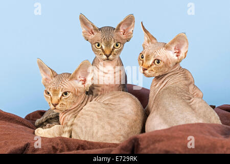 Trois chaton Devon Rex, 13 semaines Banque D'Images