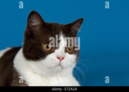 Chat British Shorthair, 5 mois, chocolat blanc Bicolor Banque D'Images