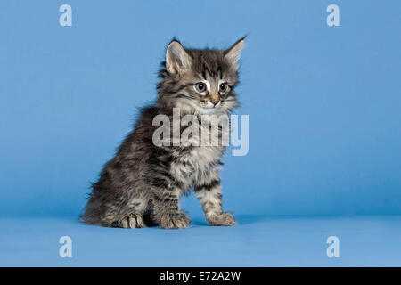 Chat norvégien, chaton, 7 semaines, le Maquereau Banque D'Images