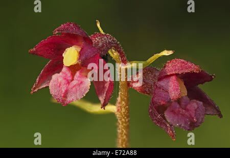 Cephalanthère rouge foncé ou Helleborine Epipactis atrorubens (royale), la floraison, Hesse, Allemagne Banque D'Images