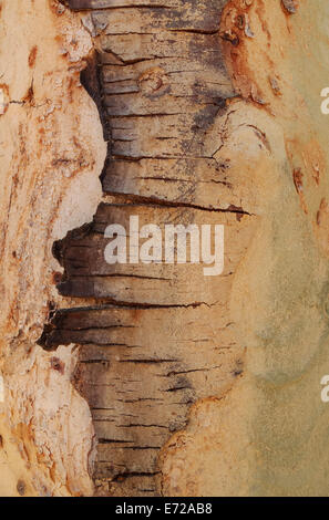 Fever Tree (Vachellia xanthophloea), détail de l'écorce, Kruger National Park, Afrique du Sud Banque D'Images