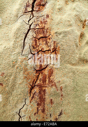 Fever Tree (Vachellia xanthophloea), détail de l'écorce, Kruger National Park, Afrique du Sud Banque D'Images