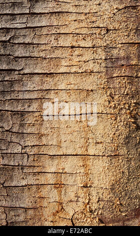 Fever Tree (Vachellia xanthophloea), détail de l'écorce, Kruger National Park, Afrique du Sud Banque D'Images