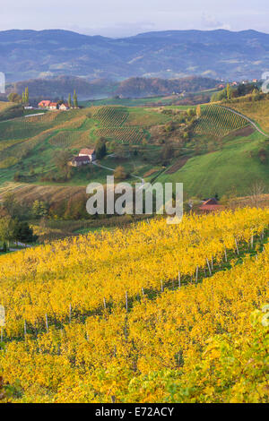 Vignes d'automne et fermes dans la lumière du matin, Ratsch an der Weinstraße, Styrie, Autriche Banque D'Images