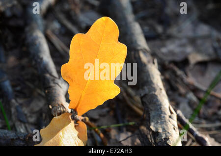 Fermer jusqu'à l'automne feuille de chêne jaune Banque D'Images