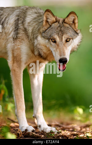 Le gris ou le loup gris (Canis lupus) Banque D'Images