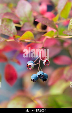 Vaccinium corymbosum. Bleuets frais sur un buisson Banque D'Images