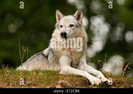 Le gris ou le loup gris (Canis lupus) assis dans un champ Banque D'Images