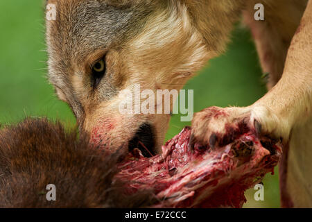 Un gris ou Loup gris (Canis lupus) eating prey Banque D'Images