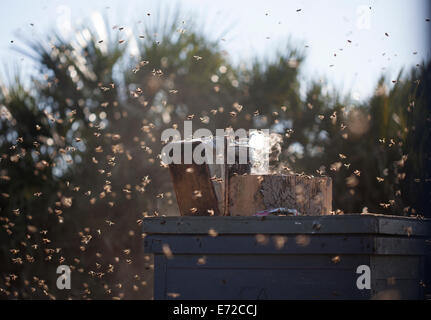 Un fumeur de l'abeille sur le dessus d'une ruche entourée d'un essaim d'abeilles dans le rucher de Puremiel apiculteurs dans Los Alcornocales Banque D'Images