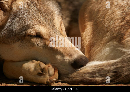 Un coin couchage ou gris Loup gris (Canis lupus) Banque D'Images