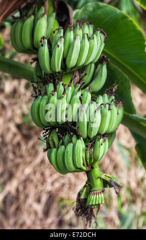 Des bananes vertes prêt à prendre Banque D'Images