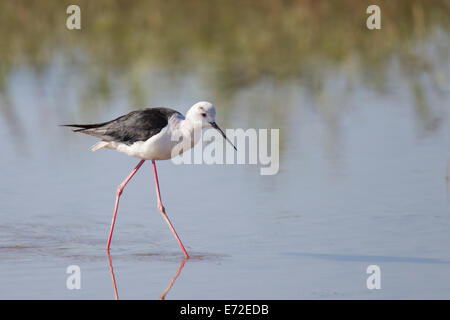 Black-winged Stilt Échasse blanche Himantopus himantopus Stelzenlaeufer commun Banque D'Images