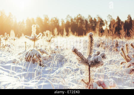 Paysage avec la forêt d'hiver lumineux et rayons de soleil. Lever du soleil, coucher du soleil à cold snowy forest Banque D'Images
