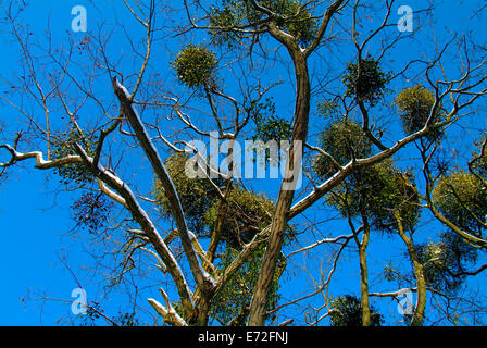 Arbre avec de nombreux Döberitzer Heide - guis, Brandebourg, Allemagne Banque D'Images