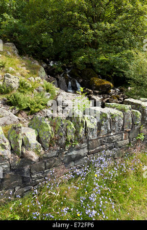 Le Lake District - Harebells (Campanula rotundifolia) sur les rives de Haweswater, Cumbria UK Banque D'Images