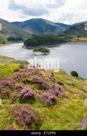 Le Lake District - Heather sur les rives de Haweswater, Cumbria UK Banque D'Images