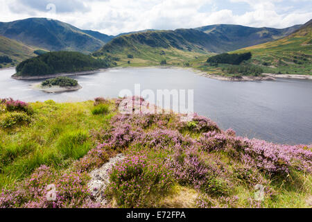 Le Lake District - Heather sur les rives de Haweswater, Cumbria UK Banque D'Images