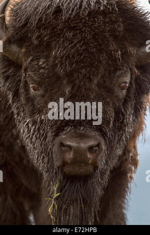 Portrait d'un bison bull sous la pluie à la National Bison Range, près de Moiese, Montana, USA. Banque D'Images