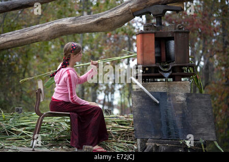 USA - Tennessee - étang boueux - sorgho alimentation adolescent à un moulin à cheval dans l'étang boueux, une communauté agricole de mennonite Banque D'Images