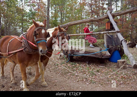 USA - Tennessee - étang boueux - sorgho alimentation adolescent à un moulin à cheval dans l'étang boueux, une communauté agricole de mennonite Banque D'Images