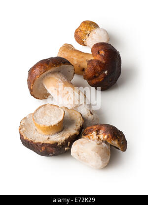 Champignons blanc isolé sur fond blanc Banque D'Images