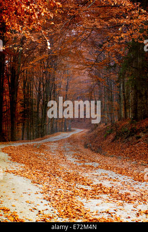 Vintage photo de curving Road dans la forêt d'automne Banque D'Images