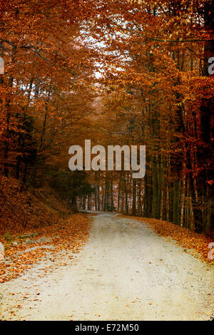 Vintage photo de curving Road dans la forêt d'automne Banque D'Images