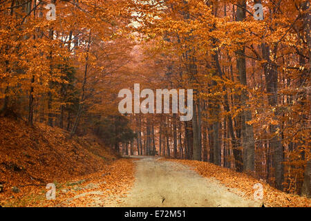 Vintage photo de curving Road dans la forêt d'automne Banque D'Images