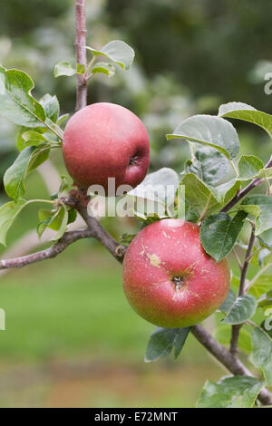 Malus domestica. La pomme 'Royal Snow' pousse dans un verger anglais. Banque D'Images