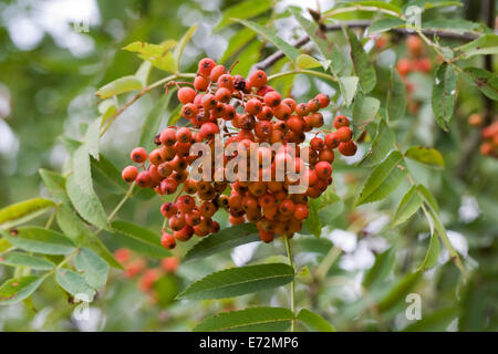 Sorbus commixta. Fruits rouges sur un arbre japonais Rowan. Banque D'Images