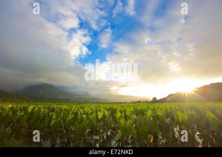 Lever du soleil sur les champs de taro dans la vallée de Hanalei Kauai Banque D'Images