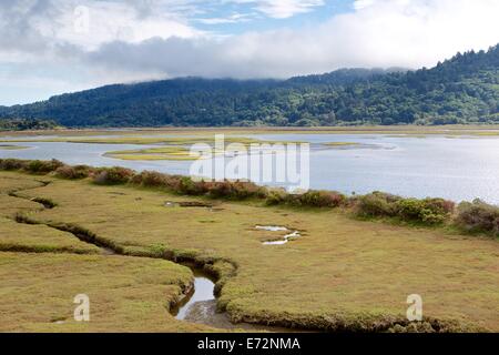 Les marais des zones humides au Point Reyes National Seashore, comté de Marin, en Californie. Banque D'Images