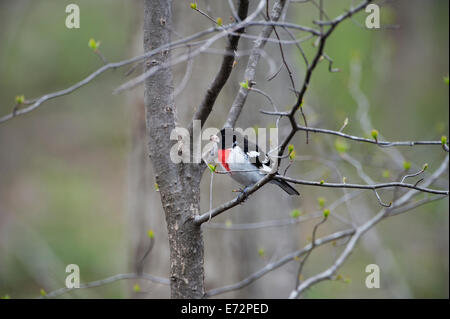 Cardinal à poitrine rose au printemps, woods Banque D'Images