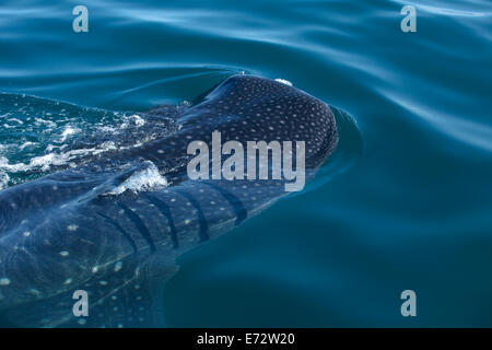 Un requin-baleine (Rhincodon typus) nage dans Holbox, Quintana Roo, Yucatan, Mexique, le 12 août 2014. Banque D'Images