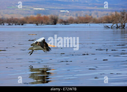 Pelican survolant le lac Kerkini, Serres, Macédoine, Grèce. Kerkini Lake est la plus importante zone humide de la Grèce. Banque D'Images