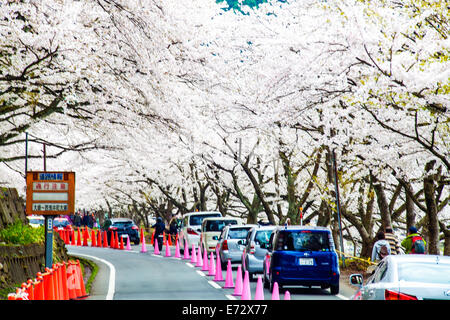 La Préfecture de Shiga, Japon - 14 Avril 2013 : Situé dans la préfecture de Shiga Makino Takashima-cho Kaizu, zone récifale qui dépasse je Banque D'Images