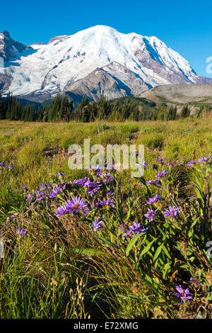 Rainier mountain Banque D'Images