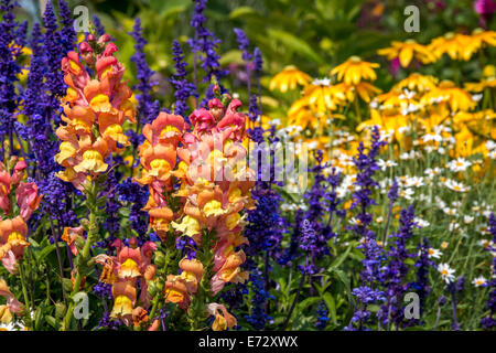 Se concentrer sur un peu d'été magnifique jardin fleuri de salvia mufliers, et de marguerites. Banque D'Images