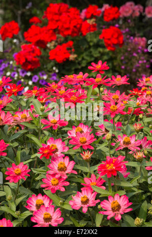 L'accent sur les Zinnias Rose Centre d'un jardin d'été. Banque D'Images