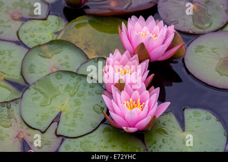 Trois lys rose water lily close up Nymphea Banque D'Images