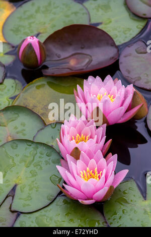 Trois lys rose water lily close up Nymphea Banque D'Images