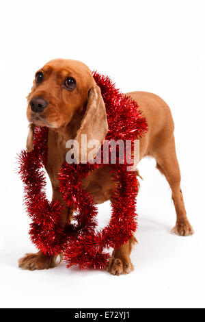 Chien cocker anglais entouré d'ornement de Noël rouge, isolé sur fond blanc. Banque D'Images